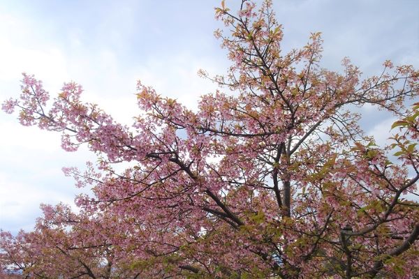 【2026.3.17/3.23 歩こう会】～生活サービス課～